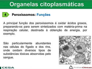 4 Peroxissomos: Funções
A principal função dos peroxissomos é oxidar ácidos graxos,
preparando-os para serem sintetizados com matéria-prima na
respiração celular, destinada à obtenção de energia, por
exemplo.
São particularmente abundantes
nas células do fígado e dos rins,
onde oxidam diversos tipos de
substâncias tóxicas absorvidas pelo
sangue.
 