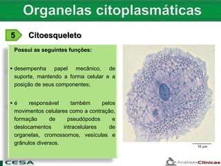 5 Citoesqueleto
A principal
Possui as seguintes funções:
 desempenha papel mecânico, de
suporte, mantendo a forma celular e a
posição de seus componentes;
 é responsável também pelos
movimentos celulares como a contração,
formação de pseudópodos e
deslocamentos intracelulares de
organelas, cromossomos, vesículas e
grânulos diversos.
 
