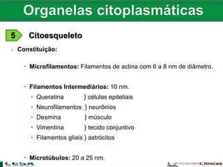  Constituição:
 Microfilamentos: Filamentos de actina com 6 a 8 nm de diâmetro.
 Filamentos Intermediários: 10 nm.
 Queratina } células epiteliais
 Neurofilamentos } neurônios
 Desmina } músculo
 Vimentina } tecido conjuntivo
 Filamentos gliais } astrócitos
 Microtúbulos: 20 a 25 nm.
5 Citoesqueleto
 