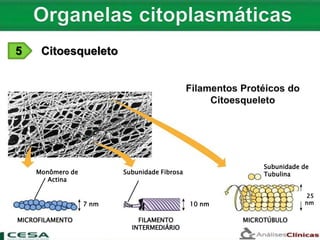 MICROFILAMENTO FILAMENTO
INTERMEDIÁRIO
MICROTÚBULO
Monômero de
Actina
Subunidade Fibrosa
Subunidade de
Tubulina
7 nm 10 nm
25
nm
5 Citoesqueleto
 