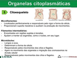5 Citoesqueleto
Microfilamentos:
- Localizados perifericamente e responsáveis pelo vigor e forma da célula.
- Proporcionam suporte mecânico e auxiliam na produção de movimentos.
Filamentos intermediários:
- Encontrados em regiões sujeitas à tensões.
- Ajudam a manter as organelas, como o núcleo, em seu lugar.
Microtúbulos:
- Longos e ocos.
- Determinam a forma da célula.
- Responsáveis pelos movimentos dos cílios e flagelos.
- Agem no movimento das organelas e migração dos cromossomos na
divisão celular
- Responsávesis pelos movimentos dos cílios e flagelos.
 