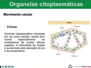  Ciclose:
Corrente citoplasmática orientada
em um certo sentido, sendo bem
visível especialmente no
endoplasma de muitas células
vegetais. A velocidade da ciclose
é aumentada pela elevação da luz
e da temperatura.
Movimento celular
 