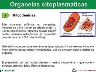 7 Mitocrôndrias
São organelas esféricas ou alongadas,
medindo de 0,5 a 1,0 m de largura e até 10
m de comprimento. Algumas células podem
conter inúmeras mitocôndrias (o hepatócito
possui cerca de 1.000 mitocôndrias).
São delimitadas por duas membranas lipoproteicas. A mais externa é lisa e a
mais externa possui cristas mitocondriais, que se projetam para o interior da
organela.
É preenchida por um líquido viscoso - matriz mitocondrial – que contém
diversas enzimas, DNA, RNA, e ribossomos.
 