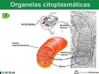 Membrana
Externa
MITOCÔNDRIA
Espaço
Intermembranoso
Membrana
Interna
Cristas
Matriz
7
 