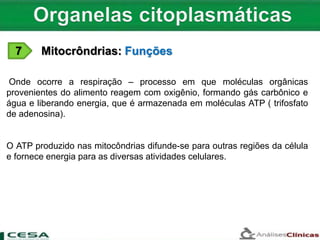 7 Mitocrôndrias: Funções
Onde ocorre a respiração – processo em que moléculas orgânicas
provenientes do alimento reagem com oxigênio, formando gás carbônico e
água e liberando energia, que é armazenada em moléculas ATP ( trifosfato
de adenosina).
O ATP produzido nas mitocôndrias difunde-se para outras regiões da célula
e fornece energia para as diversas atividades celulares.
 
