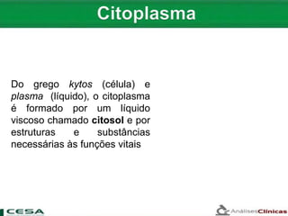 Do grego kytos (célula) e
plasma (líquido), o citoplasma
é formado por um líquido
viscoso chamado citosol e por
estruturas e substâncias
necessárias às funções vitais
 
