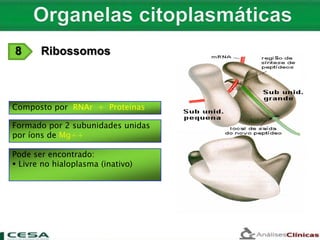 Composto por RNAr + Proteínas
Pode ser encontrado:
 Livre no hialoplasma (inativo)
Formado por 2 subunidades unidas
por íons de Mg++
8 Ribossomos
 