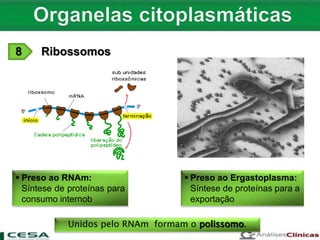  Preso ao RNAm:
Síntese de proteínas para
consumo internob
 Preso ao Ergastoplasma:
Síntese de proteínas para a
exportação
Unidos pelo RNAm formam o polissomo.
8 Ribossomos
 