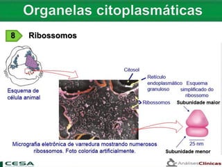 8 Ribossomos
 