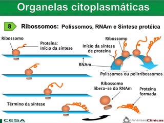 Ribossomo
Término da síntese
Ribossomo
libera-se do RNAm Proteína
formada
Ribossomo
Início da síntese
de proteína
Polissomos, RNAm e Síntese protéica
Polissomos ou polirribossomos
Proteína:
início da síntese
RNAm
8 Ribossomos:
 