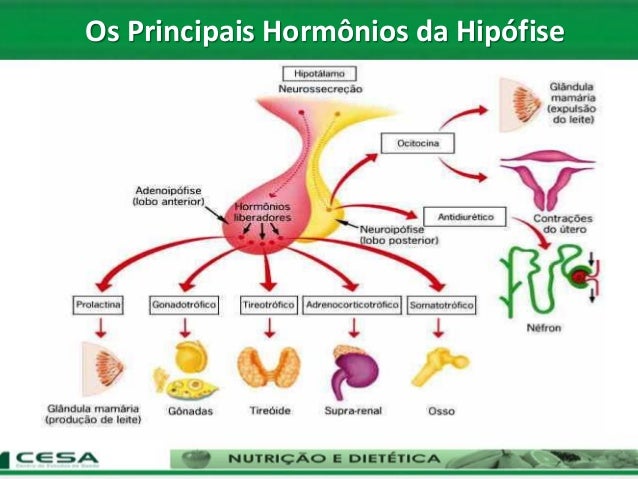 O Mecanismo De Ação Dos Hormônios Da Hipófise E Do Hipotálamo – PUHRZ