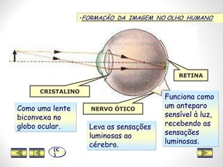 •FORMAÇÃO DA IMAGEM NO OLHO HUMANO
CRISTALINO
NERVO ÓTICO
RETINA
Como uma lente
biconvexa no
globo ocular. Leva as sensações
luminosas ao
cérebro.
Funciona como
um anteparo
sensível à luz,
recebendo as
sensações
luminosas.
(C
)
 