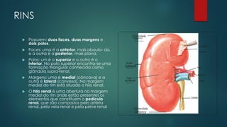 AULA 06-PARTE 2-O Sistema Urinário (1).pdf