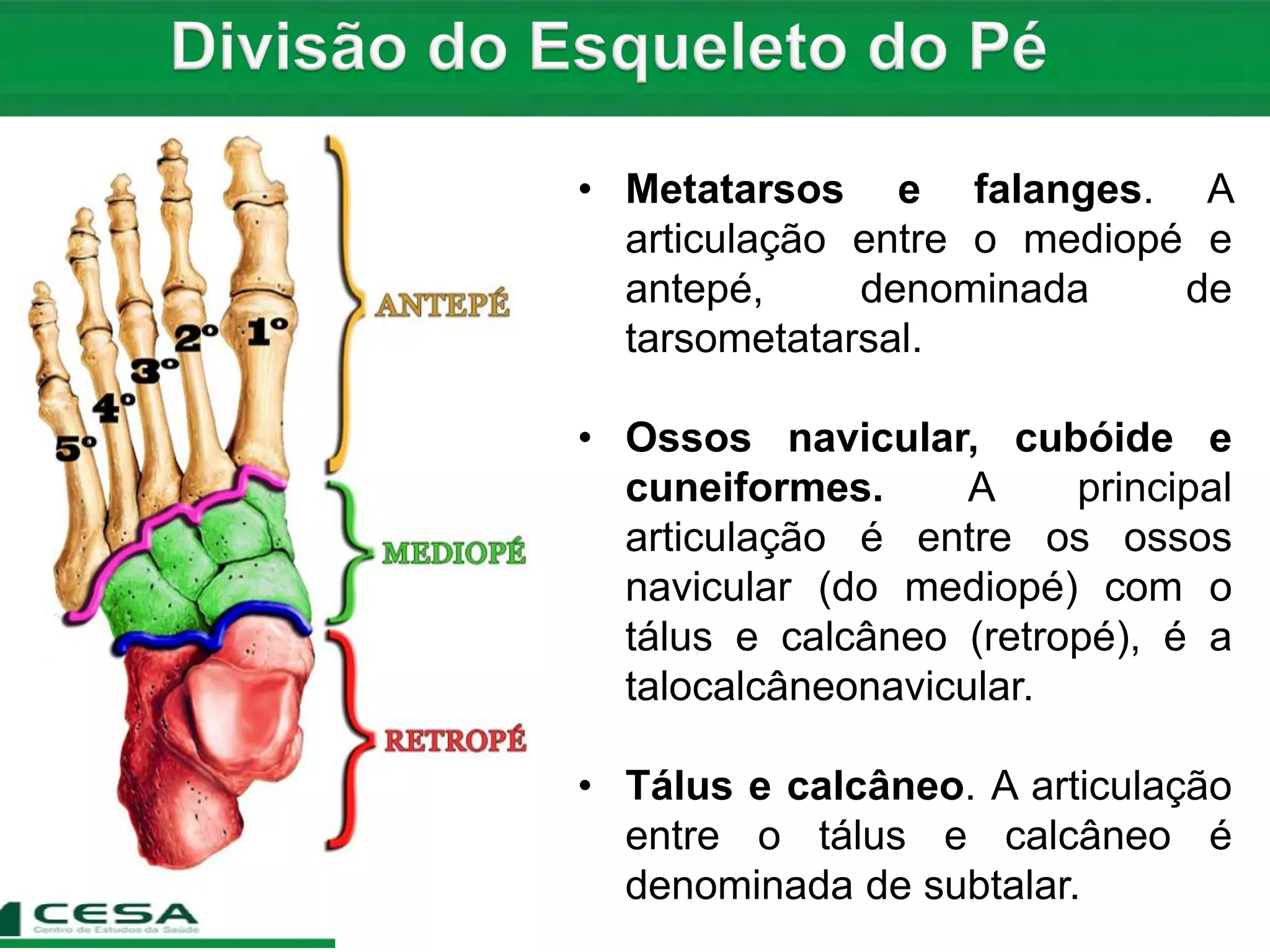 Aula 06 radiologia - anatomia do esqueleto apendicular - tarso ...