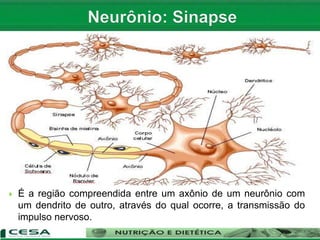  É a região compreendida entre um axônio de um neurônio com
um dendrito de outro, através do qual ocorre, a transmissão do
impulso nervoso.
 