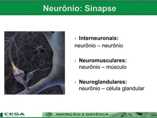  Interneuronais:
neurônio – neurônio
 Neuromusculares:
neurônio – músculo
 Neuroglandulares:
neurônio – célula glandular
 