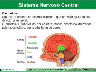 O encéfalo:
Liga-se ao corpo pela medula espinhal, que se estende no interior
da coluna vertebral.
O encéfalo é subdividido em cérebro, tronco encefálico (formados
pelo mesencéfalo, ponte e bulbo) e cerebelo.
 