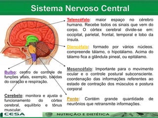 Telencéfalo: maior espaço no cérebro
humano. Recebe todos os sinais que vem do
corpo. O córtex cerebral divide-se em:
occipital, parietal, frontal, temporal e lobo da
ínsula.
Diencéfalo: formado por vários núcleos.
compreende tálamo, o hipotálamo. Acima do
tálamo fica a glândula pineal, ou epitálamo.
Mesencéfalo: Importante para o movimento
ocular e o controle postural subconsciente.
coordenação das informações referentes ao
estado de contração dos músculos e postura
corporal
Ponte: Contém grande quantidade de
neurônios que retransmite informações.
Bulbo: centro de controle de
funções vitais, exemplo, batidas
do coração e respiração.
Cerebelo: monitora e ajusta o
funcionamento do córtex
cerebral, equilíbrio e tônus
muscular.
 