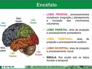 • LOBO FRONTAL: processamentos
complexos (cognição,) planejamento
e iniciação dos movimentos
voluntários
• LOBO PARIETAL: área de projeção
e processamento somestésico
• LOBO TEMPORAL: área de
projeção e processamento auditivo.
• LOBO OCCIPITAL: área de projeção
e processamento visual
• INSULA: fica oculto sob os lobos
frontais e temporal
 