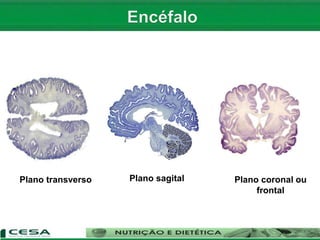 Plano coronal ou
frontal
Plano sagitalPlano transverso
 