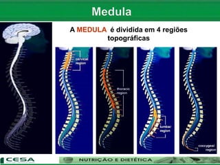 A MEDULA é dividida em 4 regiões
topográficas
 