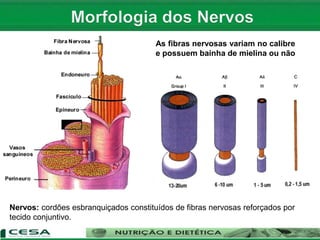 As fibras nervosas variam no calibre
e possuem bainha de mielina ou não
Nervos: cordões esbranquiçados constituídos de fibras nervosas reforçados por
tecido conjuntivo.
 