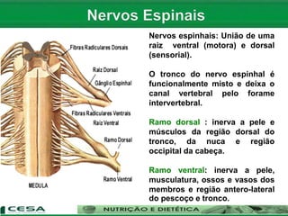 Nervos espinhais: União de uma
raiz ventral (motora) e dorsal
(sensorial).
O tronco do nervo espinhal é
funcionalmente misto e deixa o
canal vertebral pelo forame
intervertebral.
Ramo dorsal : inerva a pele e
músculos da região dorsal do
tronco, da nuca e região
occipital da cabeça.
Ramo ventral: inerva a pele,
musculatura, ossos e vasos dos
membros e região antero-lateral
do pescoço e tronco.
 