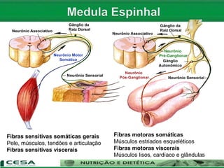 Fibras sensitivas somáticas gerais
Pele, músculos, tendões e articulação
Fibras sensitivas viscerais
Fibras motoras somáticas
Músculos estriados esqueléticos
Fibras motoras viscerais
Músculos lisos, cardíaco e glândulas
 