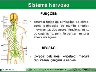 FUNÇÕES
• controla todas as atividades do corpo,
como percepção do mundo exterior,
movimentos dos ossos, funcionamento
do organismo, permite pensar, lembrar
e ter sensações.
DIVISÃO
• Corpos celulares: encéfalo, medula
raquidiana, gânglios e nervos
 