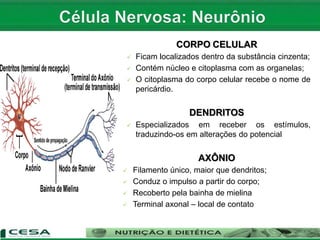 CORPO CELULAR
 Ficam localizados dentro da substância cinzenta;
 Contém núcleo e citoplasma com as organelas;
 O citoplasma do corpo celular recebe o nome de
pericárdio.
DENDRITOS
 Especializados em receber os estímulos,
traduzindo-os em alterações do potencial
AXÔNIO
 Filamento único, maior que dendritos;
 Conduz o impulso a partir do corpo;
 Recoberto pela bainha de mielina
 Terminal axonal – local de contato
 