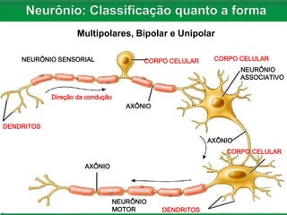 DENDRITOS
CORPO CELULAR CORPO CELULAR
CORPO CELULAR
DENDRITOS
Direção da condução
AXÔNIO
AXÔNIO
AXÔNIO
NEURÔNIO SENSORIAL
NEURÔNIO
ASSOCIATIVO
NEURÔNIO
MOTOR
AXÔNIO
AXÔNIO
Multipolares, Bipolar e Unipolar
 