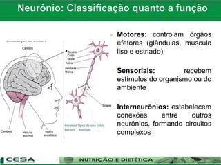  Motores: controlam órgãos
efetores (glândulas, musculo
liso e estriado)
 Sensoriais: recebem
estímulos do organismo ou do
ambiente
 Interneurônios: estabelecem
conexões entre outros
neurônios, formando circuitos
complexos
 