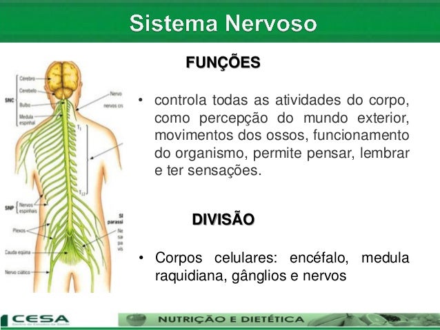 Anatomia e fisiologia sistema nervoso
