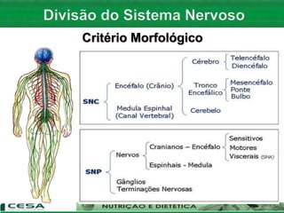 Critério Morfológico
 