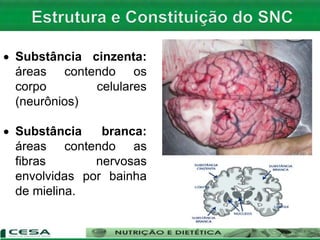  Substância cinzenta:
áreas contendo os
corpo celulares
(neurônios)
 Substância branca:
áreas contendo as
fibras nervosas
envolvidas por bainha
de mielina.
 