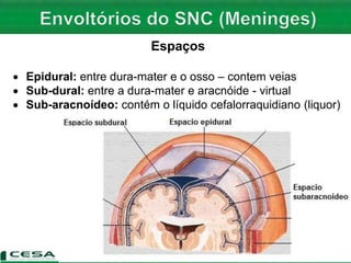 Espaços
 Epidural: entre dura-mater e o osso – contem veias
 Sub-dural: entre a dura-mater e aracnóide - virtual
 Sub-aracnoídeo: contém o líquido cefalorraquidiano (liquor)
 