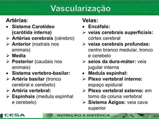Artérias:
 Sistema Carotídeo
(carótida interna)
 Artérias cerebrais (cérebro)
 Anterior (rostrais nos
animais)
 Media
 Posterior (caudais nos
animais)
 Sistema vertebro-basilar:
 Artéria basilar (tronco
cerebral e cerebelo)
 Artéria vertebral:
 Espinhais (medula espinhal
e cerebelo)
Veias:
 Encéfalo:
 veias cerebrais superficiais:
córtex cerebral
 veias cerebrais profundas:
centro branco medular, tronco
e cerebelo
 seios da dura-máter: veia
jugular interna
 Medula espinhal:
 Plexo vertebral interno:
espaço epidural
 Plexo vertebral externo: em
torno da coluna vertebral
 Sistema Ázigos: veia cava
superior
 