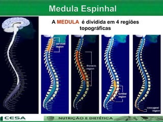 A MEDULA é dividida em 4 regiões
topográficas
 