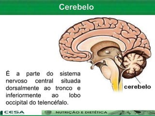 É a parte do sistema
nervoso central situada
dorsalmente ao tronco e
inferiormente ao lobo
occipital do telencéfalo.
 