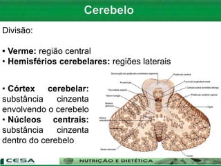 Divisão:
• Verme: região central
• Hemisférios cerebelares: regiões laterais
• Córtex cerebelar:
substância cinzenta
envolvendo o cerebelo
• Núcleos centrais:
substância cinzenta
dentro do cerebelo
 