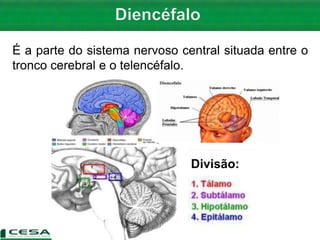 É a parte do sistema nervoso central situada entre o
tronco cerebral e o telencéfalo.
Divisão:
 