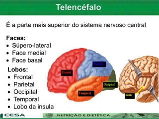 É a parte mais superior do sistema nervoso central
Faces:
 Súpero-lateral
 Face medial
 Face basal
Lobos:
 Frontal
 Parietal
 Occipital
 Temporal
 Lobo da insula
 