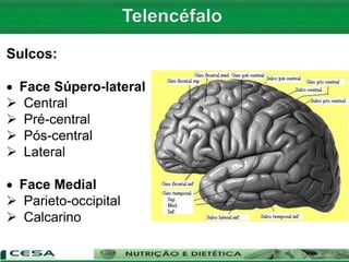 Sulcos:
 Face Súpero-lateral
 Central
 Pré-central
 Pós-central
 Lateral
 Face Medial
 Parieto-occipital
 Calcarino
 