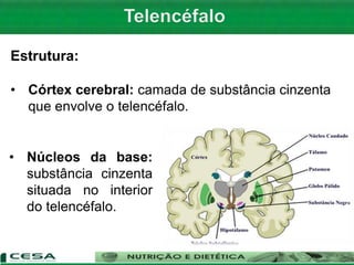 Estrutura:
• Córtex cerebral: camada de substância cinzenta
que envolve o telencéfalo.
• Núcleos da base:
substância cinzenta
situada no interior
do telencéfalo.
 