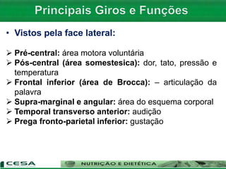 • Vistos pela face lateral:
 Pré-central: área motora voluntária
 Pós-central (área somestesica): dor, tato, pressão e
temperatura
 Frontal inferior (área de Brocca): – articulação da
palavra
 Supra-marginal e angular: área do esquema corporal
 Temporal transverso anterior: audição
 Prega fronto-parietal inferior: gustação
 