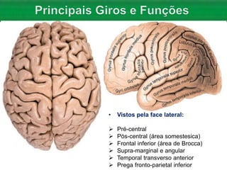 • Vistos pela face lateral:
 Pré-central
 Pós-central (área somestesica)
 Frontal inferior (área de Brocca)
 Supra-marginal e angular
 Temporal transverso anterior
 Prega fronto-parietal inferior
 