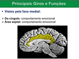  Vistos pela face medial:
 Do cíngulo: comportamento emocional
 Área septal: comportamento emocional
 