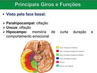  Visto pela face basal:
 Parahipocampal: olfação
 Uncus: olfação
 Hipocampo: memória de curta duração e
comportamento emocional
 