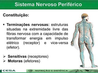 Constituição:
 Terminações nervosas: estruturas
situadas na extremidade livre das
fibras nervosa com a capacidade de
transformar energia em impulso
elétrico (receptor) e vice-versa
(efetor).
 Sensitivas (receptores)
 Motoras (efetores)
 