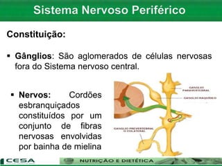 Constituição:
 Gânglios: São aglomerados de células nervosas
fora do Sistema nervoso central.
 Nervos: Cordões
esbranquiçados
constituídos por um
conjunto de fibras
nervosas envolvidas
por bainha de mielina
 